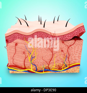 La pelle umana anatomia, artwork Foto Stock