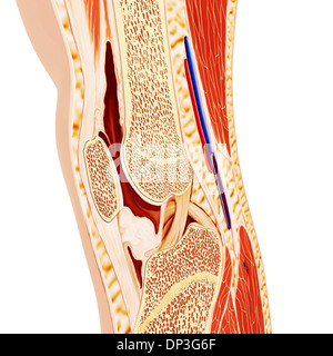 Ginocchio umano anatomia, artwork Foto Stock