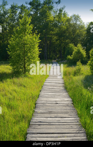 Il Boardwalk attraverso Black Moor, Riserva della Biosfera dall'UNESCO, Rhon montagne, Baviera, Germania Foto Stock