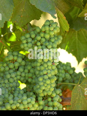 Lug 08, 2006; Livermore, CA, Stati Uniti d'America; Chardonnay uva sulla vite a Cedar Mountain Winery di Livermore, California, sabato 8 luglio 2006. Credito: Foto di Doug Duran/Contra Costa Times/ZUMA premere. (©) Copyright 2006 by Contra Costa Times Foto Stock