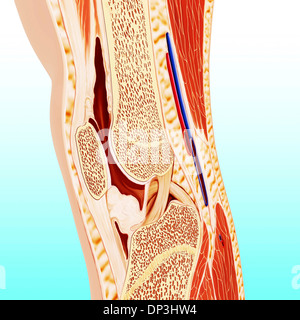 Ginocchio umano anatomia, artwork Foto Stock