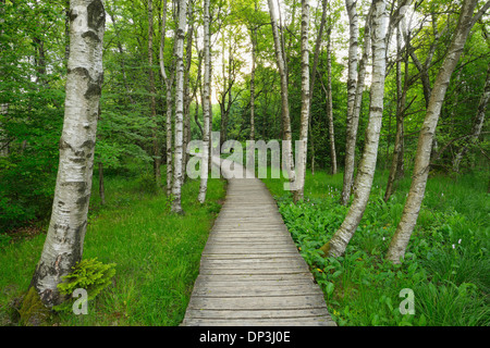 Il Boardwalk attraverso Black Moor, Riserva della Biosfera dall'UNESCO, Rhon montagne, Baviera, Germania Foto Stock