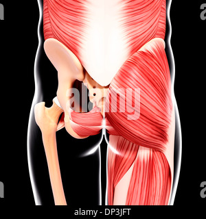 Anca umana la muscolatura, artwork Foto Stock