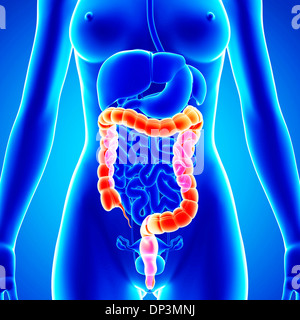 Anatomia femminile, artwork Foto Stock