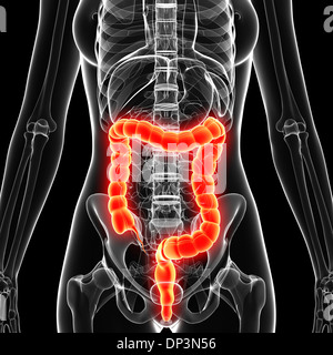 Anatomia femminile, artwork Foto Stock