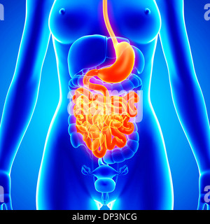 Anatomia femminile, artwork Foto Stock