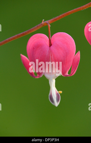 Close-up di vecchio stile spurgo-cuore (Lamprocapnos spectabilis) fiore in giardino in primavera, Baviera, Germania Foto Stock