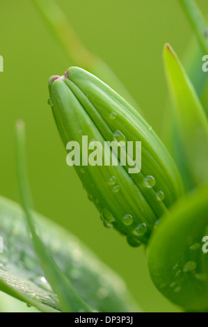 Close-up di Lily Bud con gocce d'acqua nel giardino in primavera, Baviera, Germania Foto Stock