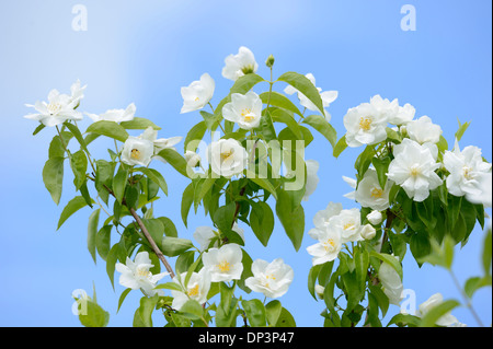 Close-up di dolce Mock-arancione (Filadelfo coronarius) sboccia nel giardino in primavera, Baviera, Germania Foto Stock