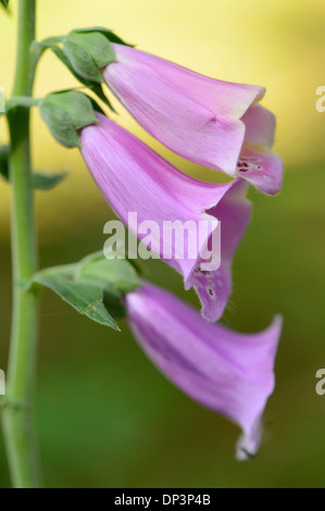 Close-up di comune Foxglove (Digitalis purpurea) sboccia nella foresta in primavera, Baviera, Germania Foto Stock