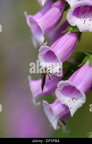 Close-up di insetto su comuni Foxglove (Digitalis purpurea) sboccia nella foresta in primavera, Baviera, Germania Foto Stock