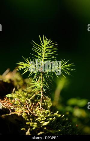 Close-up di abete rosso (Picea abies) Piantina nella Foresta del Palatinato Superiore, Baviera, Germania Foto Stock