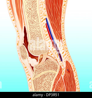 Ginocchio umano anatomia, artwork Foto Stock