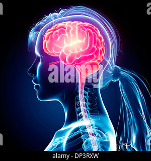 Cervello femminile, artwork Foto Stock