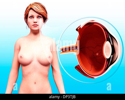 Occhio umano anatomia, artwork Foto Stock