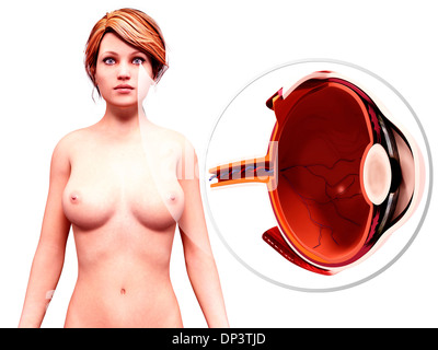 Occhio umano anatomia, artwork Foto Stock