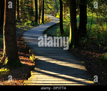 Il Boardwalk attraverso la torbiera, Schwarzes Moor, Fladungen, Rhon montagne, Baviera, Germania Foto Stock