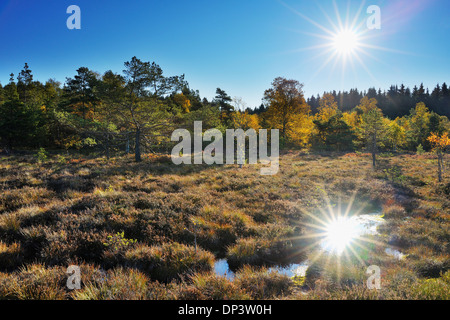 Sun riflessa nella torbiera in autunno, Schwarzes Moor, Fladungen, Rhon montagne, Baviera, Germania Foto Stock