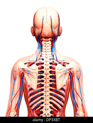 Anatomia Umana, artwork Foto Stock