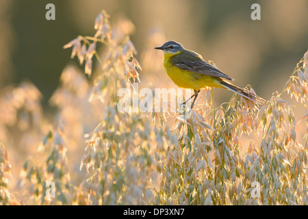 Maschio giallo occidentale Wagtail (Motacilla flava), Hesse, Germania Foto Stock