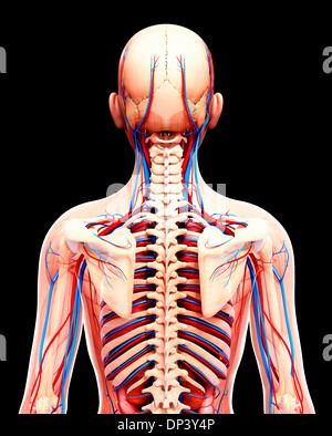 Anatomia Umana, artwork Foto Stock