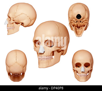 Cranio umano, artwork Foto Stock