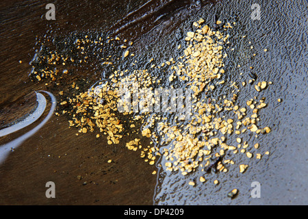 Lavaggi a mano oro in oro una padella, Choco Provincia, Columbia, Sud America Foto Stock
