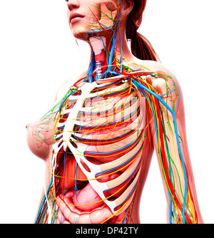 Anatomia femminile, artwork Foto Stock