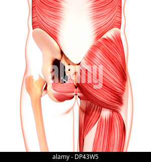 Anca umana la muscolatura, artwork Foto Stock