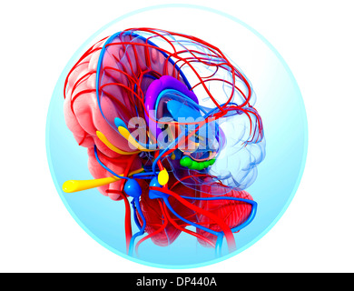 Cervello umano anatomia, artwork Foto Stock
