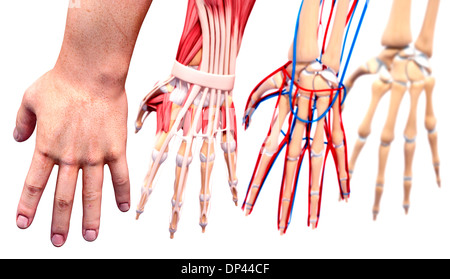 Mano umana anatomia, artwork Foto Stock