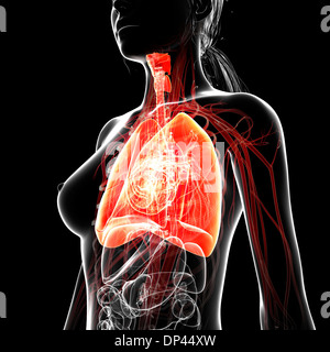 Anatomia femminile, artwork Foto Stock