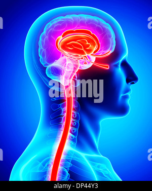Cervello maschile, artwork Foto Stock