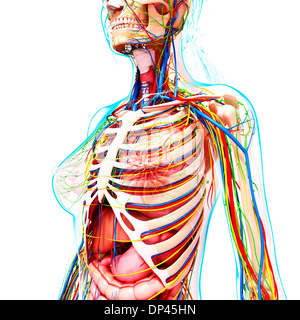 Anatomia femminile, artwork Foto Stock