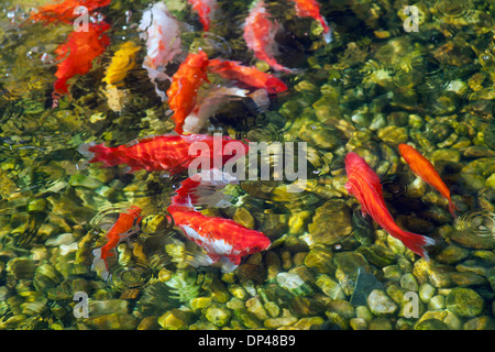 Più piccolo di carpe di muoversi in aria aperta stagno poco profondo. Rosso e bianco di carpe koi. Foto Stock