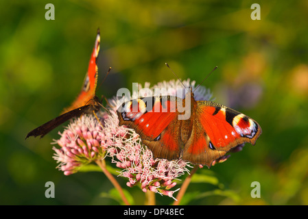 Close-up di Pavone farfalle sui fiori, Schleswig-Holstein, Germania Foto Stock