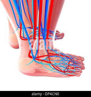 Piede umano sistema cardiovascolare, artwork Foto Stock