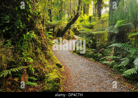 Percorso attraverso la foresta pluviale temperata, Haast, nella costa occidentale dell'Isola del Sud, Nuova Zelanda Foto Stock