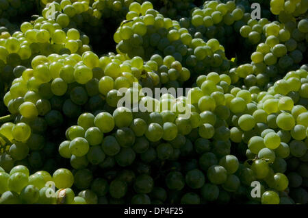 Aug 09, 2006; Sacramento, CA, Stati Uniti d'America; una tramoggia piena di uve prima ad una benedizione a Woodbridge Winery in Acampo Mercoledì 9 Agosto 2006. Woodbridge Winery beato il raccolto con la sua benedizione annuale delle uve. Robert Mondavi ha iniziato la tradizione a Woodbridge 27 anni fa. Padre Harmon Skillin dalla diocesi di Stockton offerti benedizioni di qualità e bontà in alto Foto Stock