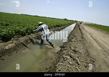 Aug 12, 2006; Harlingen, TX, Stati Uniti d'America; Juan Garcia, un lavoratore per allevamenti di SRS, acque raccolti da un canale di irrigazione Mercoledì, 14 giugno 2006. Le aziende agricole sono assegnazioni acqua preimpostata limiti dal Rio Grande di acqua le loro colture. Siccità stimato perdite per Texas hanno raggiunto $4.1 miliardi, eclissando il $2.1 miliardi di mark set nel 1998, Texas Dilazione Cooperativa economisti riportato 11 agosto. Ritagliare Foto Stock