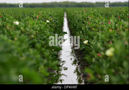 Aug 12, 2006; Harlingen, TX, Stati Uniti d'America; acqua dal Rio Grande irriga i terreni agricoli a sud di Harlingen Mercoledì, 14 giugno 2006. Siccità stimato perdite per Texas hanno raggiunto $4.1 miliardi, eclissando il $2.1 miliardi di mark set nel 1998, Texas Dilazione Cooperativa economisti riportato 11 agosto. Le perdite di raccolto sono stimati a 2,5 miliardi di dollari e bestiame di 1,6 miliardi di dollari, secondo la relazione. T Foto Stock