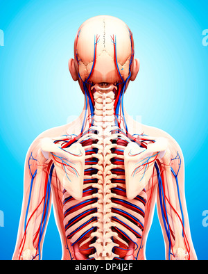 Umano sistema cardiovascolare, artwork Foto Stock