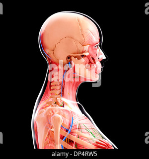 Anatomia femminile, artwork Foto Stock