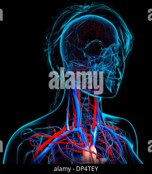 Femmina sistema cardiovascolare, artwork Foto Stock