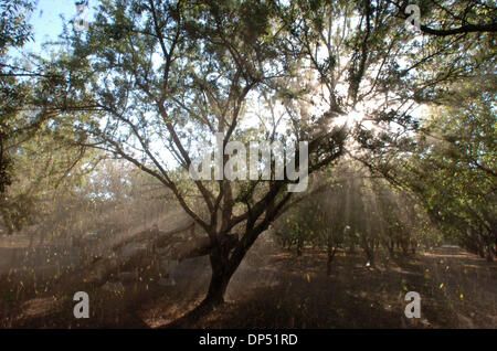 Aug 28, 2006; Chico, CA, Stati Uniti d'America; mandorle e lascia cadere da un albero che viene sbattuta a uno dei frutteti di Maisie Jane mandorle in Chico, California lunedì mattina durante la raccolta delle mandorle. Credito: Foto di Jose Luis Villegas/Sacramento Bee/ZUMA premere. (©) Copyright 2006 by Sacramento Bee Foto Stock