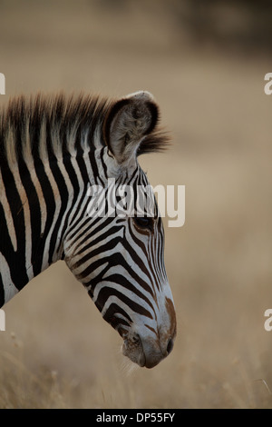 Di Grevy zebra, noto anche come la zebra imperiale, Kenya Foto Stock