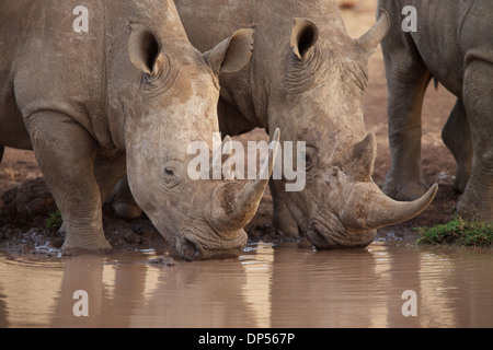 Due rinoceronti bere da un waterhole, Lewa Conservancy, Kenya Foto Stock