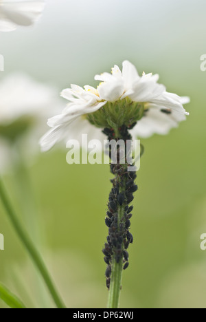 Nero ds aphi aspirare sap da piante, pest Hemiptera su comuni daisy acquicole coltivate da formiche in dolce Honey dew Foto Stock