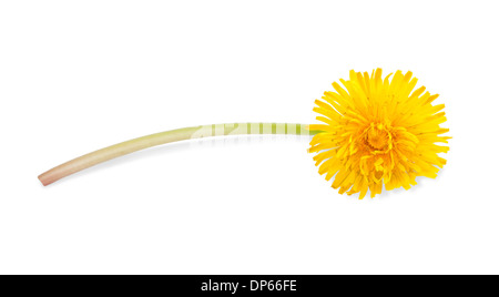 Tarassaco con fiore isolato su bianco Foto Stock