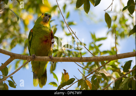 Un giallo-di fronte Parrot è seduta su una filiale in Brasile Foto Stock